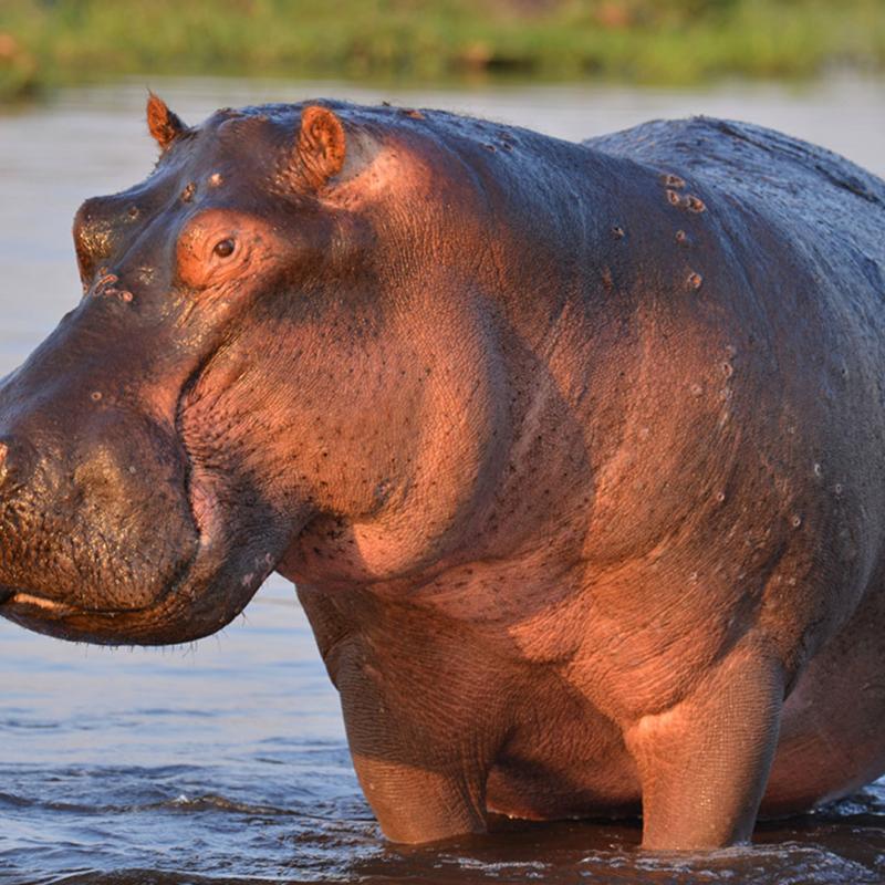 fiche-animale-monde-animal-hippopotame-amphibie.jpg